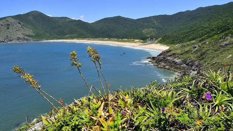 Praia da Lagoinha do Leste vista do alto da trilha, com bromélias em primeiro plano e morros cobertos de mata ao fundo
