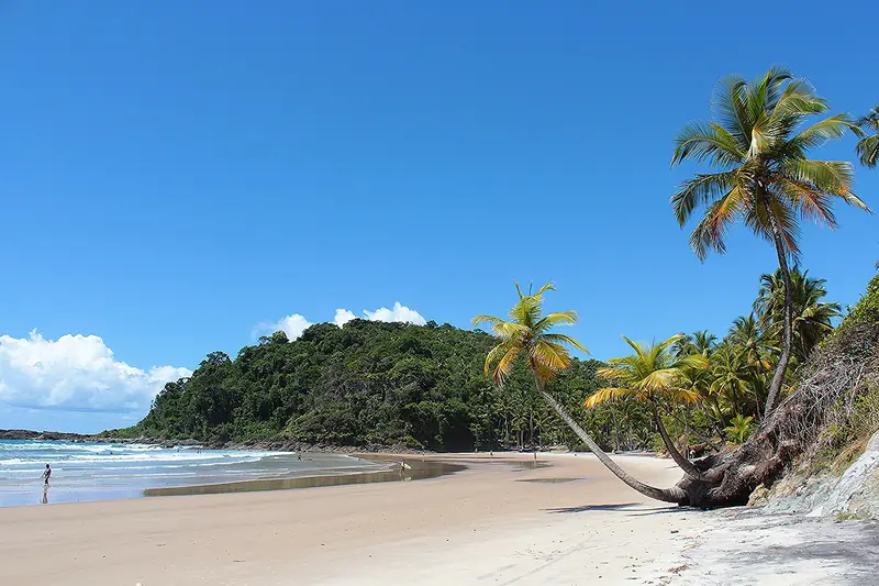 Praia da Engenhoca, em Itacaré, com coqueiros inclinados sobre a areia clara, ondas à esquerda e um morro coberto de mata ao fundo