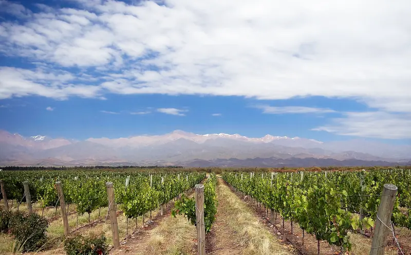Fileiras de parreiras verdes em Los Árboles, no Valle de Uco, com a Cordilheira dos Andes nevada ao fundo sob céu azul com nuvens
